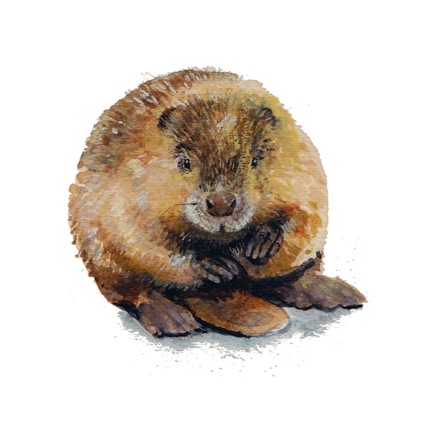 Beaver