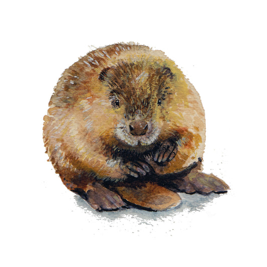 Beaver